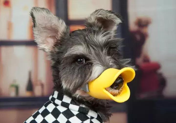 狗狗误食整个火腿肠怎么办,狗狗吃毒香肠怎么办