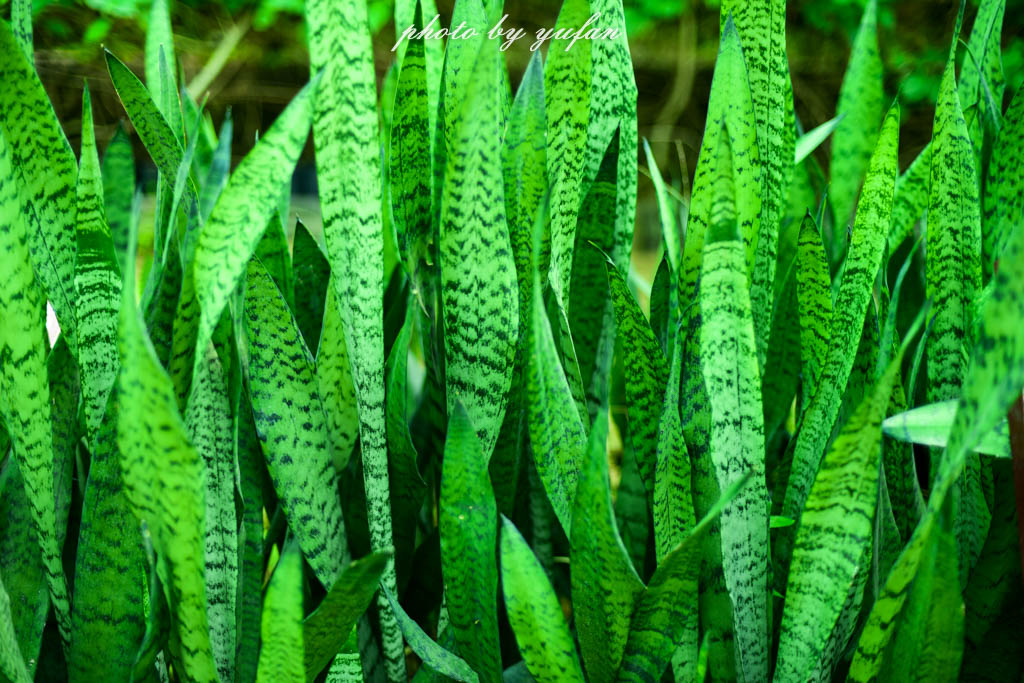 实拍农村常见38种中草药植物,我们身边的中药花草有哪些
