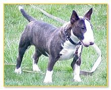 迷你牛头梗是什么样子,迷你牛头梗有尴尬期么