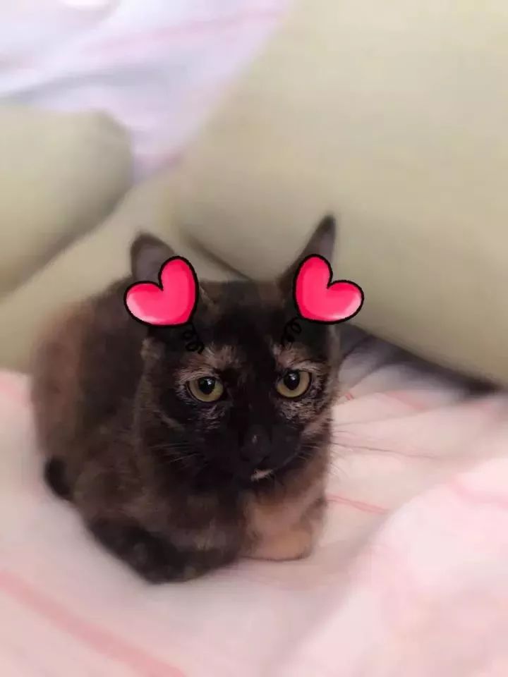 玳瑁猫最丑的猫,玳瑁猫长得好凶