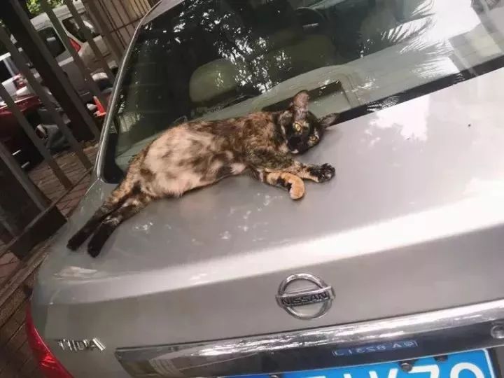 玳瑁猫最丑的猫,玳瑁猫长得好凶