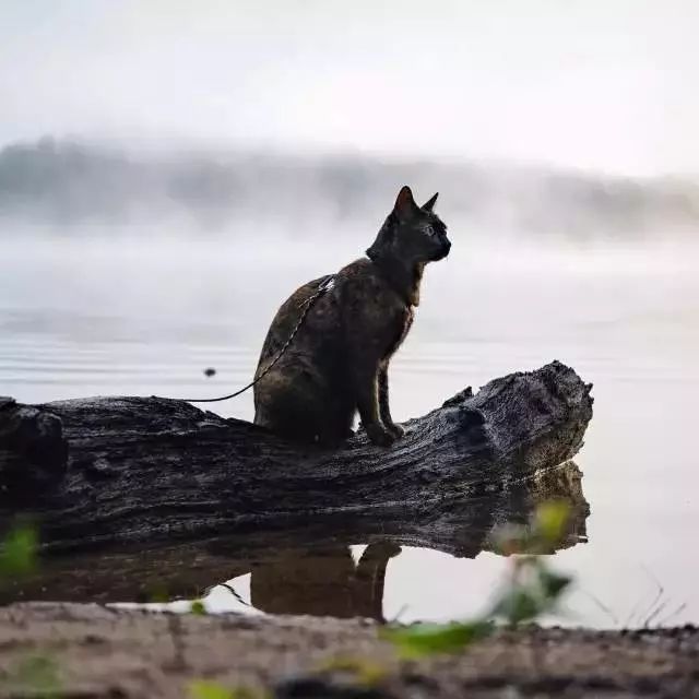 玳瑁猫最丑的猫,玳瑁猫长得好凶