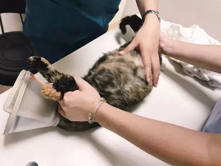 玳瑁猫最丑的猫,玳瑁猫长得好凶