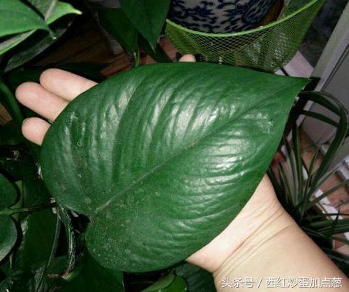 绿萝怎么养才能更旺盛可以浇啤酒,绿萝爆盆要放什么药片