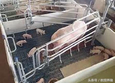 猪场母猪产床图片,母猪产舍