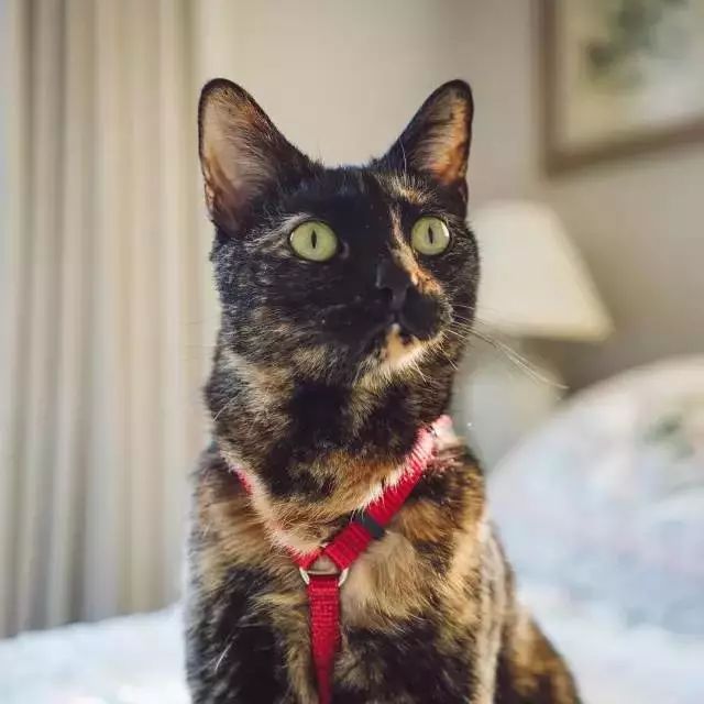 玳瑁猫最丑的猫,玳瑁猫长得好凶