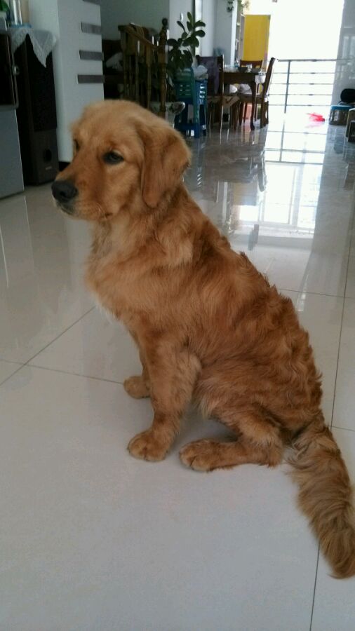 烫的卷毛用夹板拉直,羊卷毛用夹板拉直