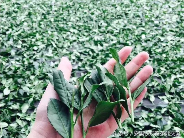 为什么有的铁观音喝着嘴里发涩,铁观音喝起来有酸涩感正常吗