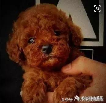 毛小汪训犬课堂,狗狗泪痕重是什么原因引起的