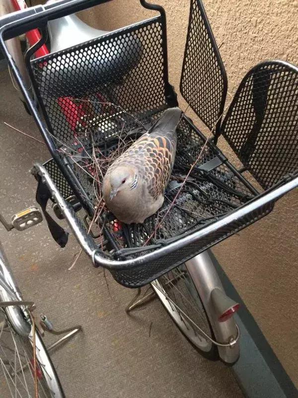 缃戠孩鐑棬娈靛瓙杩戞湡鎺ㄨ崘,缃戠孩鐑棬娈靛瓙鎺ㄨ崘