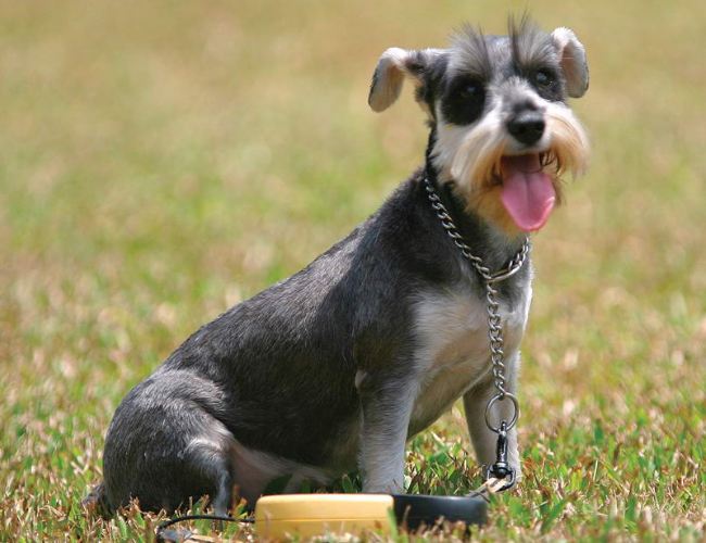 狗狗的品种以及品种的遗传病，*友狗**们要多加注意啊！