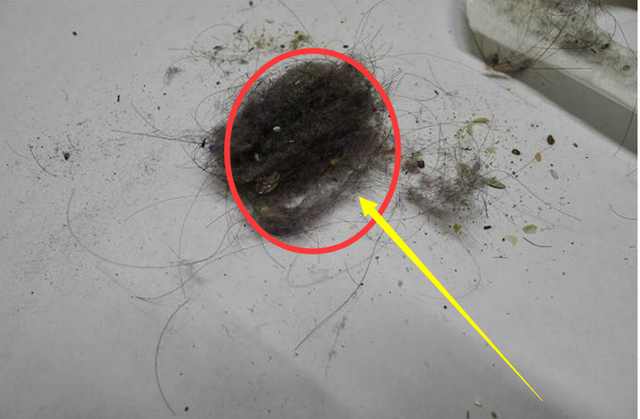 扫把不粘头发扫地小妙招,扫地总粘头发怎么处理