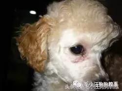毛小汪训犬课堂,狗狗泪痕重是什么原因引起的