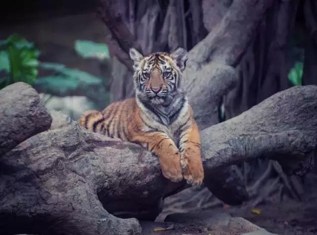 广州长隆游玩攻略自由行,广州长隆最全游玩攻略是什么