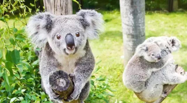 广州长隆游玩攻略自由行,广州长隆最全游玩攻略是什么