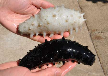 海参有几种颜色的,海参不同的颜色