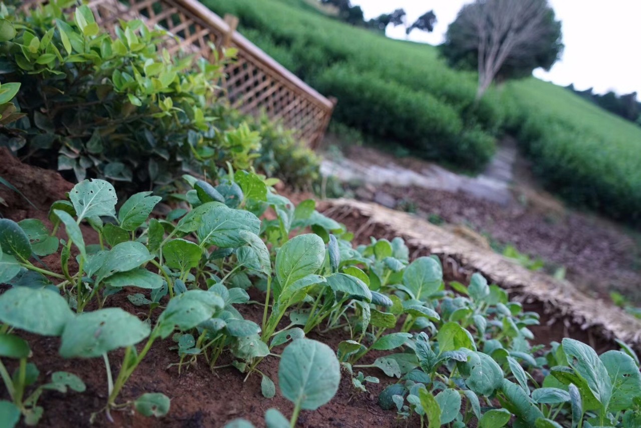 溧阳最美民宿推荐,溧阳绝美民宿