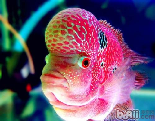 帝王黑金罗汉鱼养殖,罗汉鱼养殖鱼缸选择