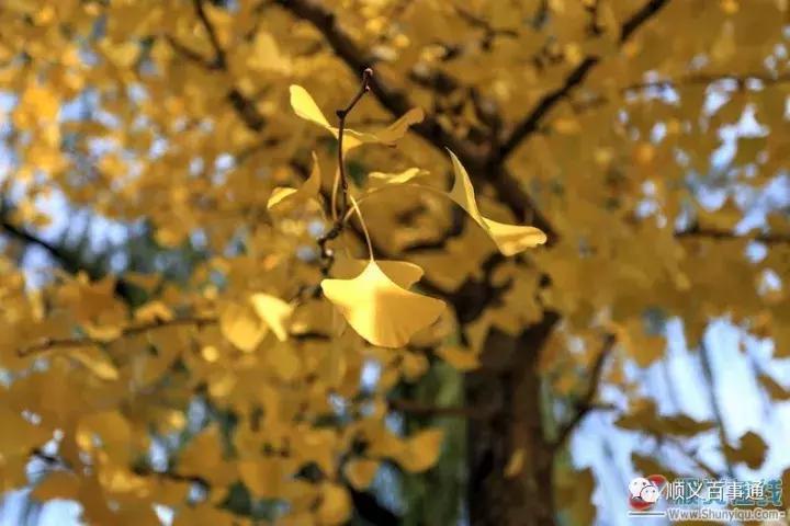 北京顺义最美的景区,顺义最美的国家森林公园