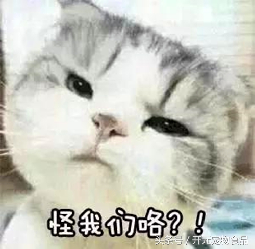 养猫家里都是猫毛怎么办,长期养猫的人肺里会积猫毛