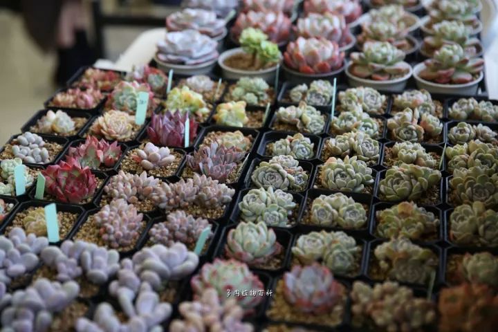 公认最美4种多肉植物图片,2014年上海多肉植物展图片
