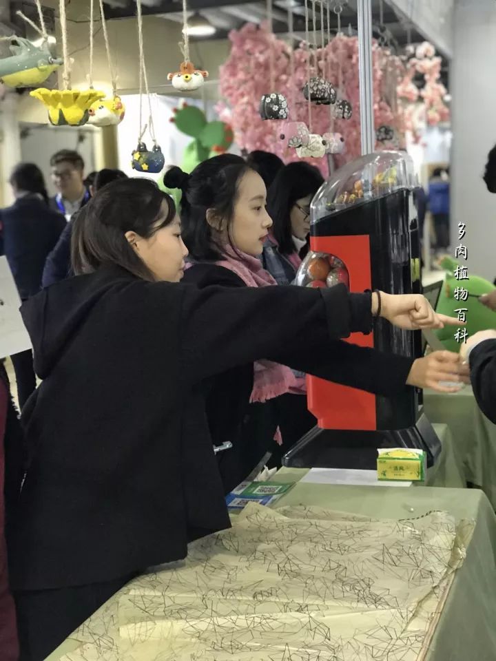 公认最美4种多肉植物图片,2014年上海多肉植物展图片