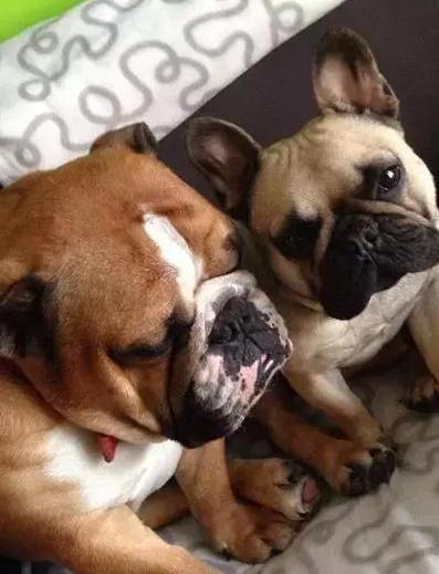 英牛法牛,英牛和法牛杂交品种