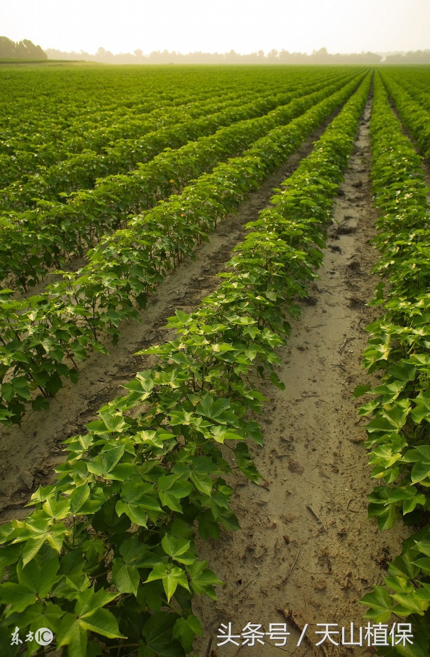 棉花滴肥管理,棉田滴灌技术