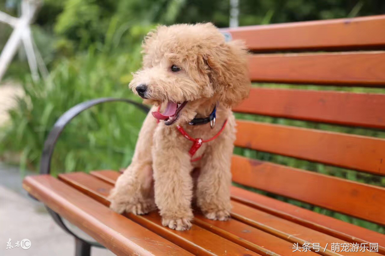 狗狗怀孕的最佳时间表,怀孕狗狗正确喂食时间表