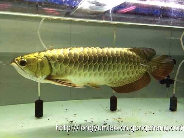 龙鱼顶灯怎么摆放不会掉眼,龙鱼顶灯最佳摆放位置图