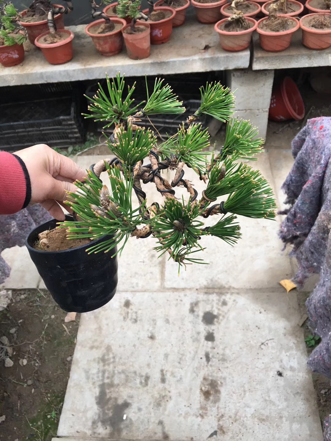 盆景黑松的造型及样品,人工培养近10年的小黑松盆景造型