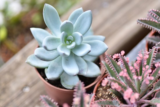 哪种不死鸟多肉好看,非常好看的不死鸟多肉