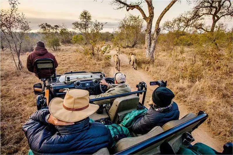 他花16年学会跟狮子交谈,而你花10天懂得了他的执著!