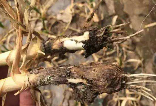 大蒜年年种老蒜地重茬怎么处理,大蒜大面积减产