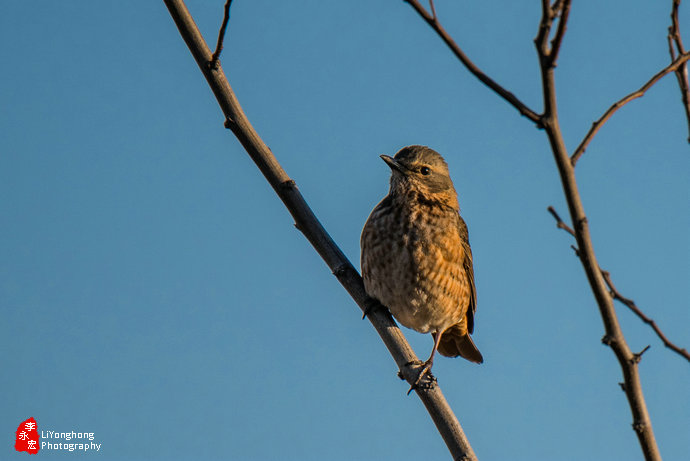 沈阳莫子山公园榆树,沈阳莫子山公园游记