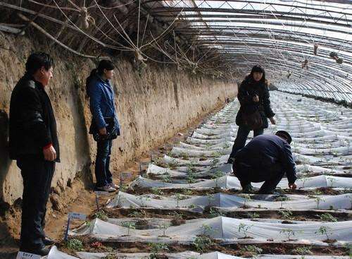 西红柿苗矮缩不长头啥原因,西红柿苗种上活了但是不长