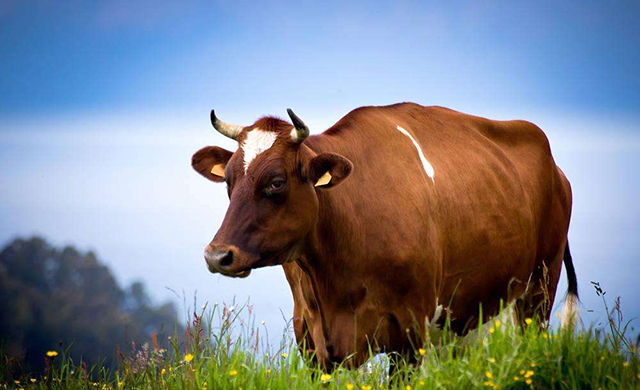 2018年狗年最吉利的四大属相,2018年生肖狗犯太岁详解