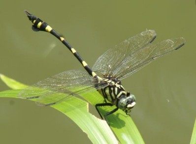 蜻和蜓的区分方法,蜻蜓的蜻和蜓怎么区分