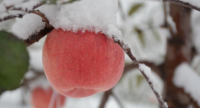 如何做好苹果腐烂病的防治工作?