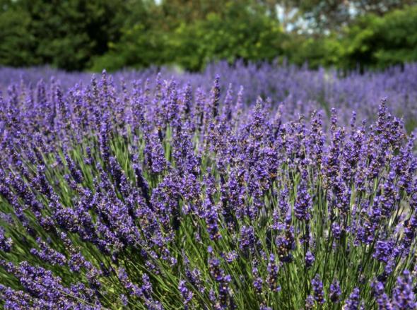 盆栽薰衣草养护技巧与方法图片,薰衣草盆栽的简单养法图片