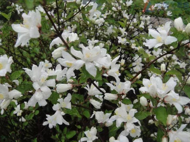 十大最香花卉,十大流行花卉排行榜