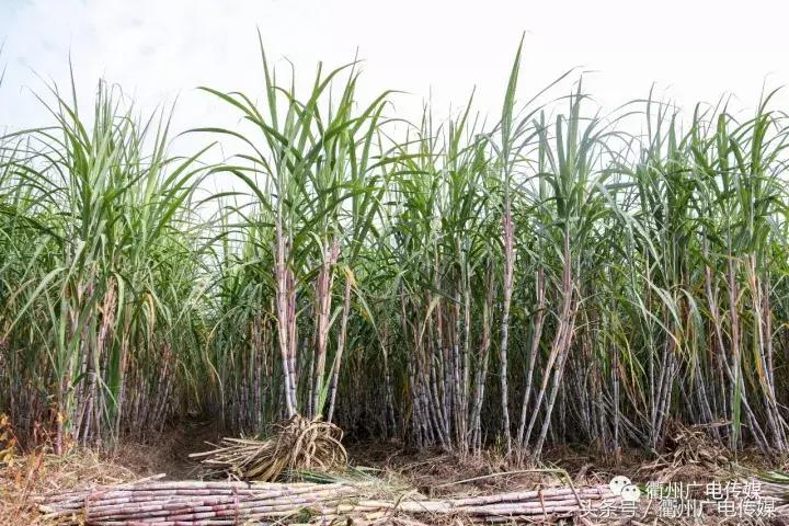 衢州这个地方,连空气都是甜甜的!