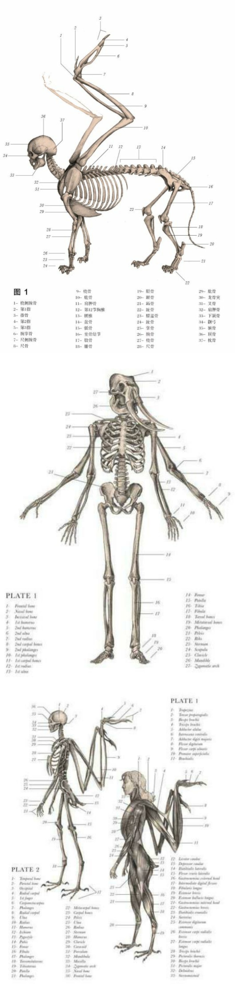 关于解剖美人鱼的电影解说,解剖美人鱼成功视频