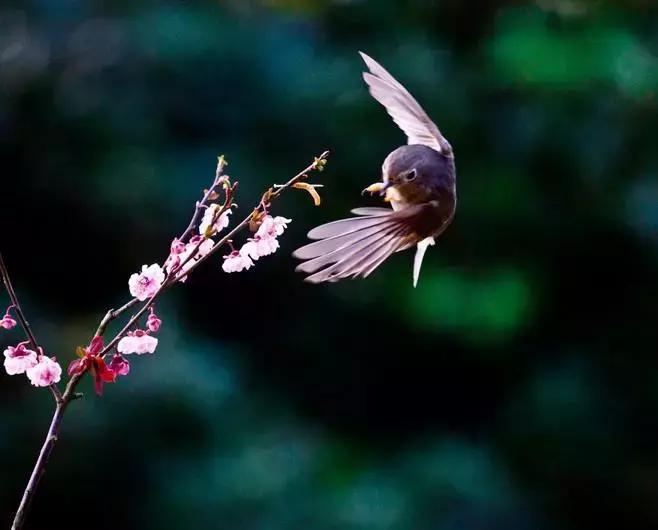 十大最香花卉,十大流行花卉排行榜