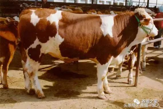 最新肉牛价格报表,最新肉牛活牛价格