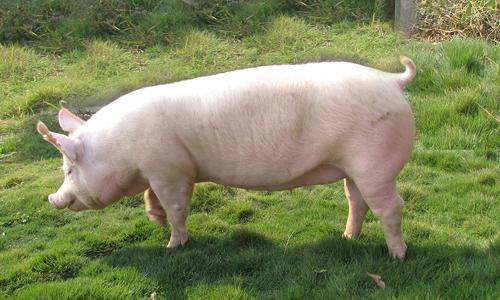 母猪难产怎么办一招解决,母猪难产怎么办最有效方法