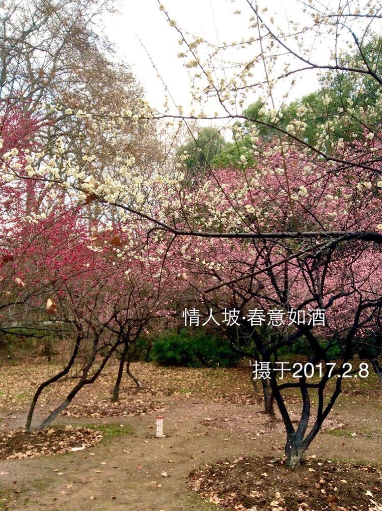 十大最美校园深圳大学,探访最美大学武汉大学