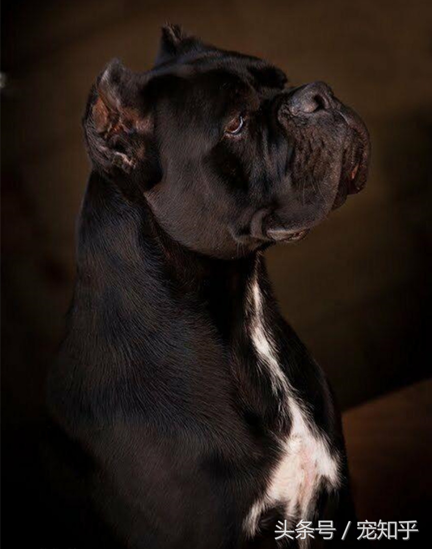 战斗力强又忠诚护住的狗,忠诚勇敢最佳护卫犬卡斯罗