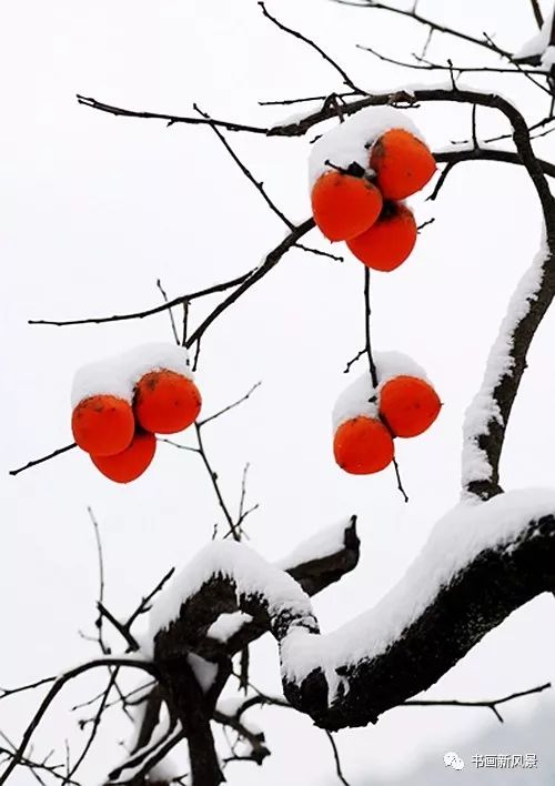 白里透红美颜,白里透红娇颜