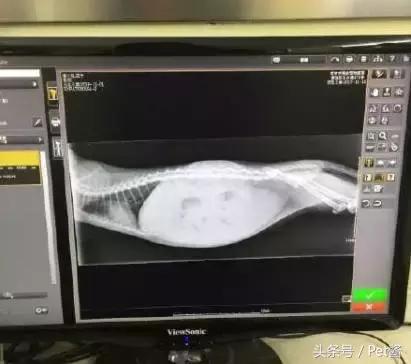 猫咪生病铲屎官不想做手术,猫咪腹胀了会死吗